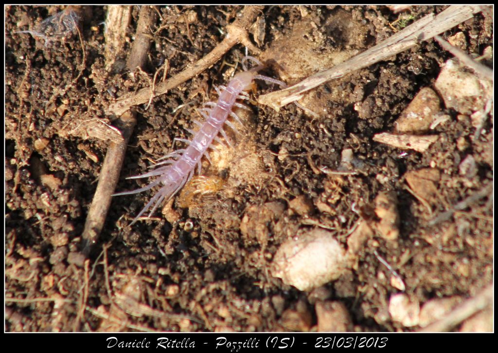 Scolopendra giovanissima...o cosa!? Lithobius sp.